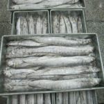 Ribbon Fish